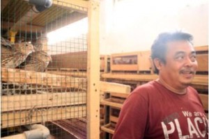 Carmadi, Sukses Budidaya Burung Puyuh 